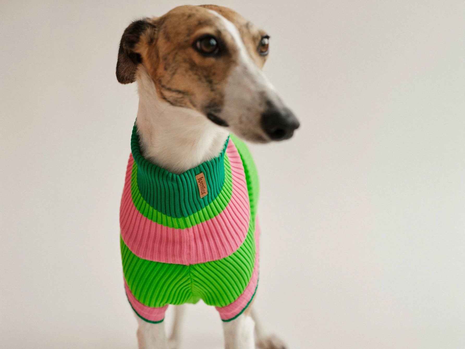 The Glow Jumper 2.0 - Neon Dog Sweater
