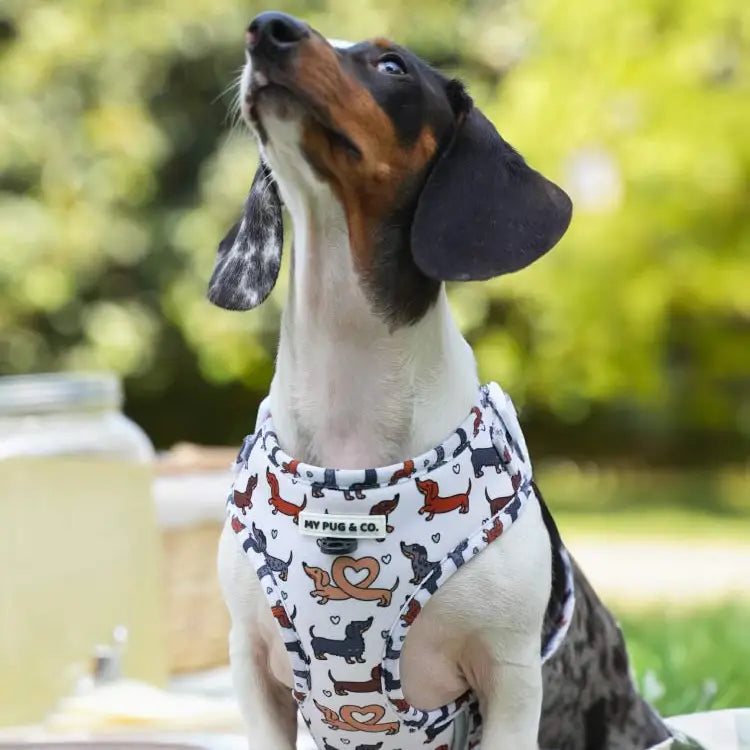 Pettorina Regolabile Imbottita Anti-Fuga per Bassotti