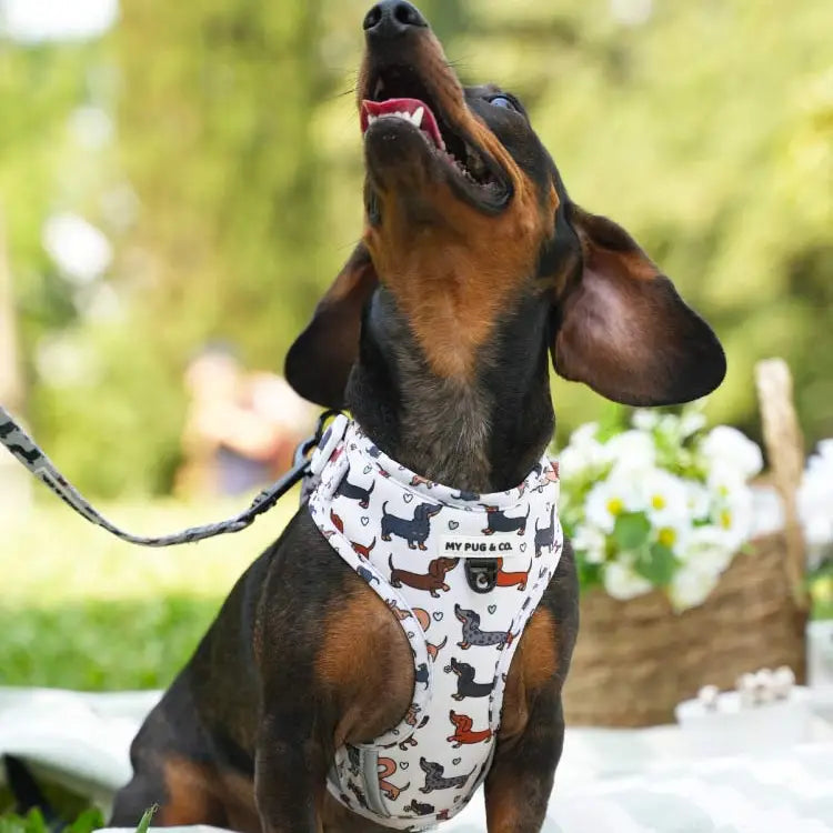 Pettorina Regolabile Imbottita Anti-Fuga per Bassotti