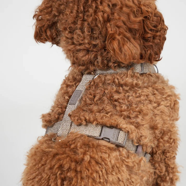 Tara H-Strap Dog Harness