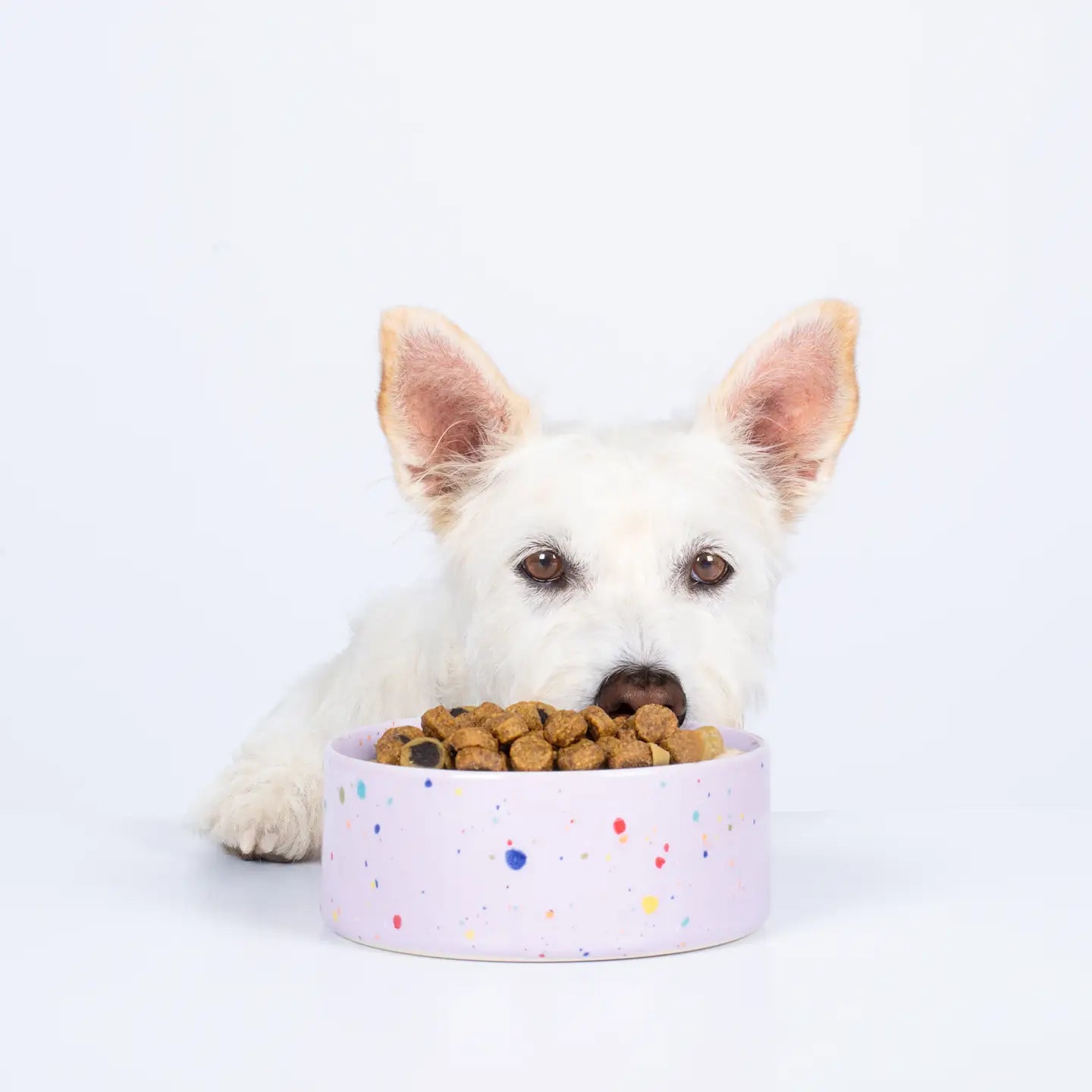 Ciotola party medium