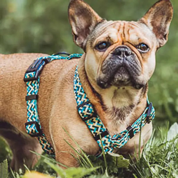 Pettorina Colour Hey Lana