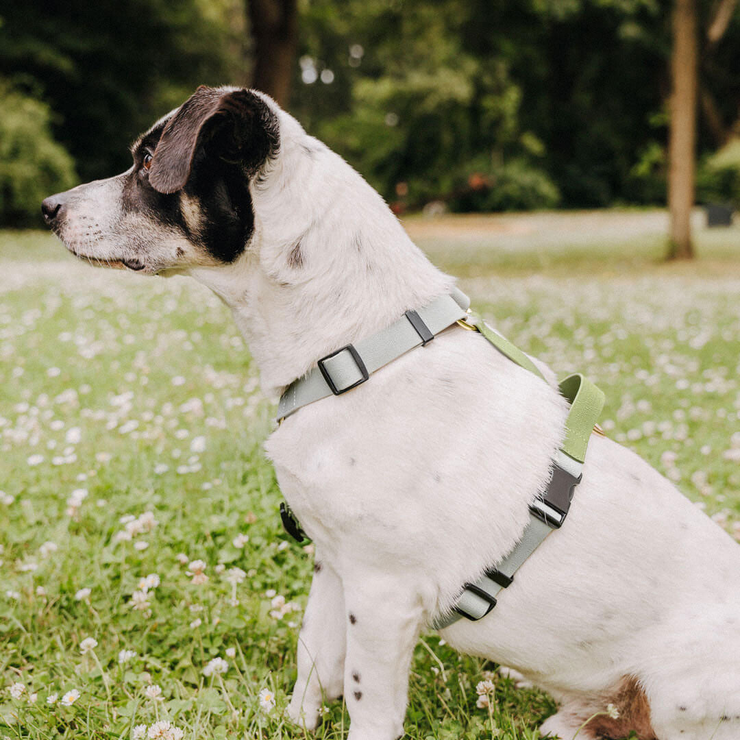 Pettorina silicone Hey Lana