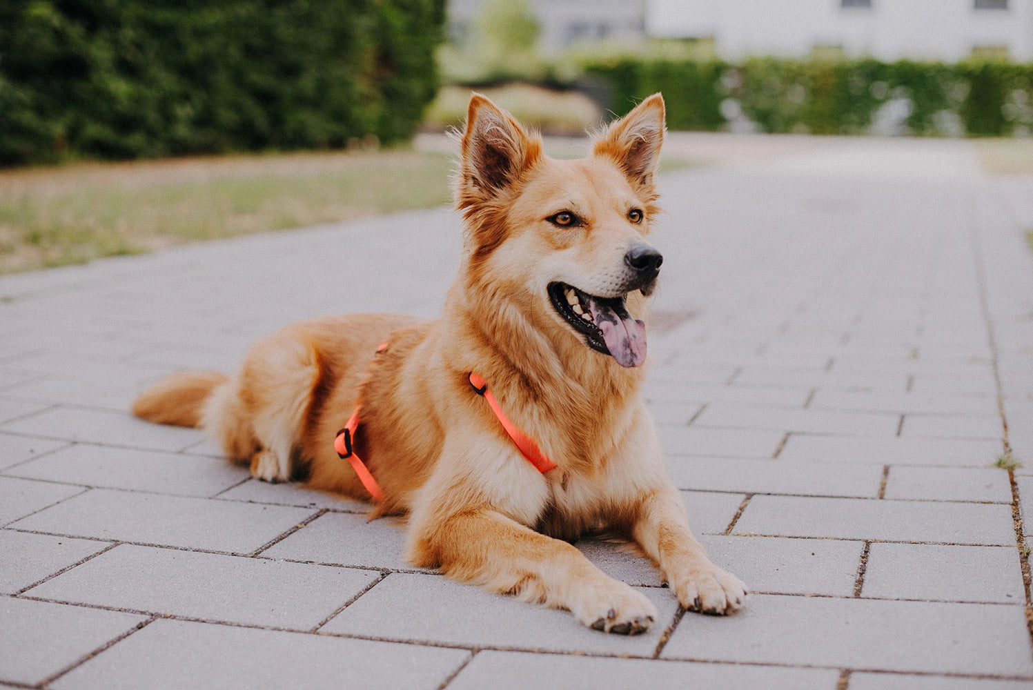 Pettorina silicone Hey Lana