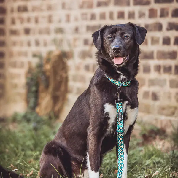 Guinzaglio regolabile 3 volte Hey Lana