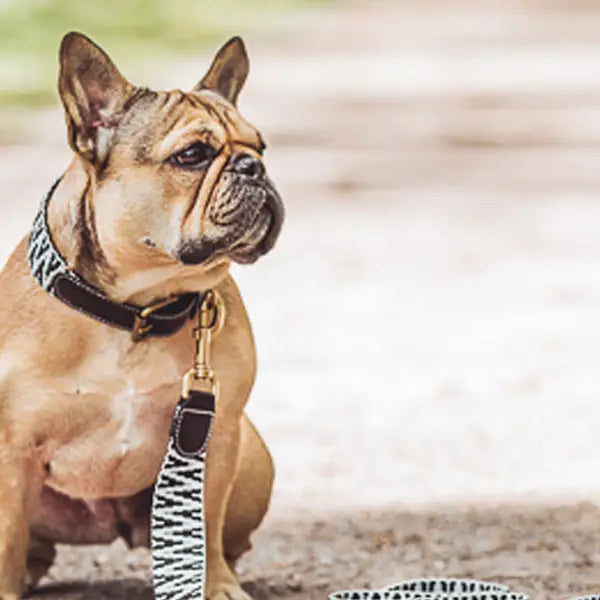 Guinzaglio Premium per Cani – Guinzaglio da Città 1,20 m Hey Lana