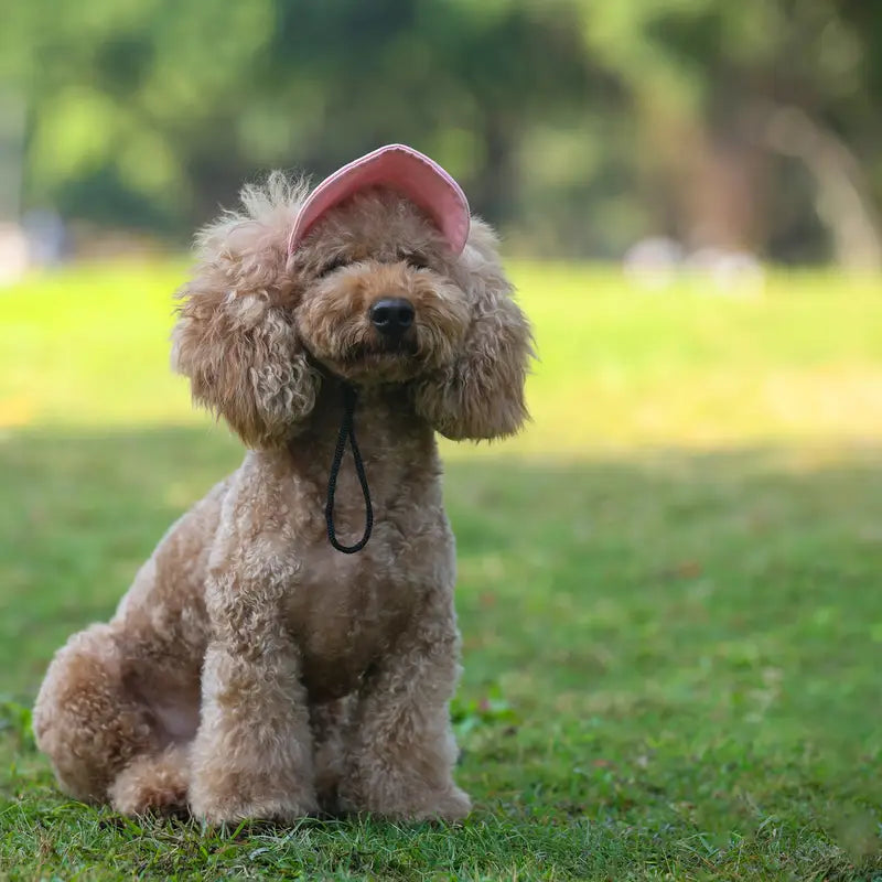 Cappellino Regolabile per Cani