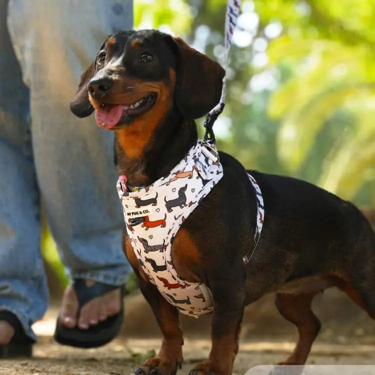 Pettorina Regolabile Imbottita Anti-Fuga per Bassotti