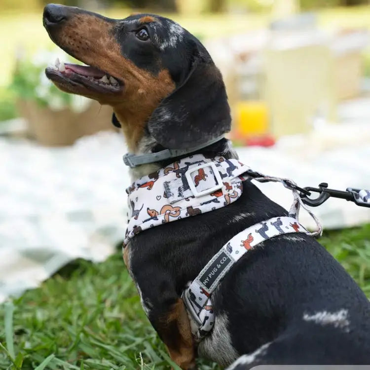 Pettorina Regolabile Imbottita Anti-Fuga per Bassotti